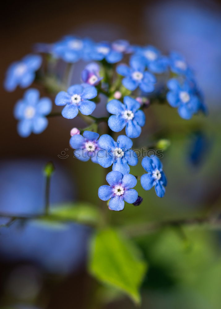 Similar – linen blossoms Nature