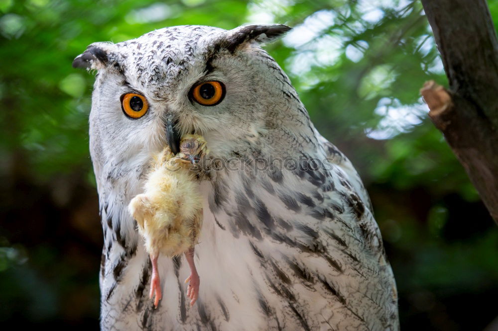 Similar – Image, Stock Photo Eagle owl approaching