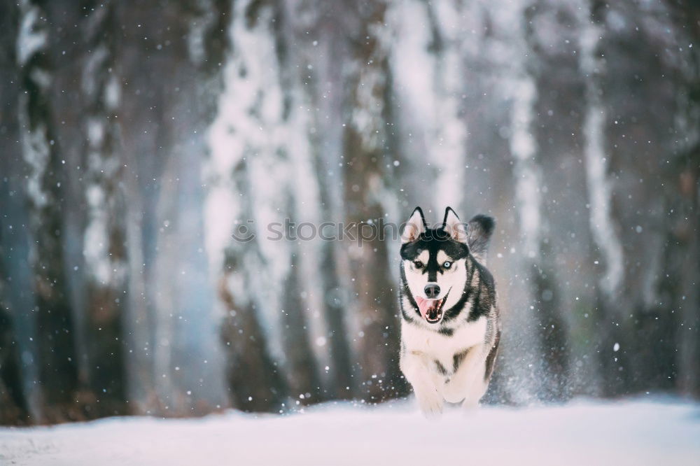 Similar – German Shepherd Dog in Winter