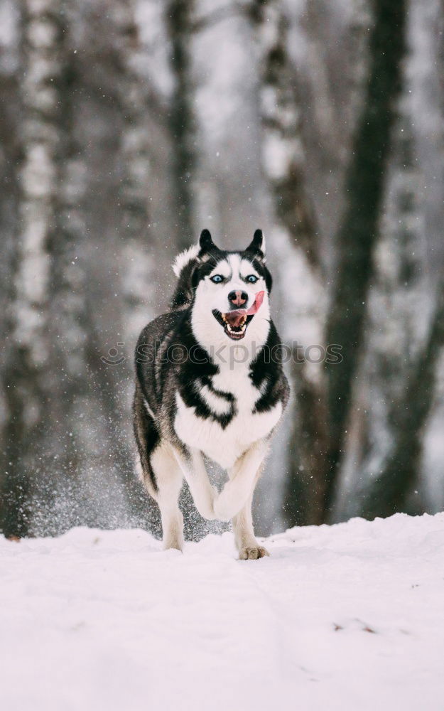 Similar – „Ich bin ein Hund! HOLT MICH HIER RAUS!!!“