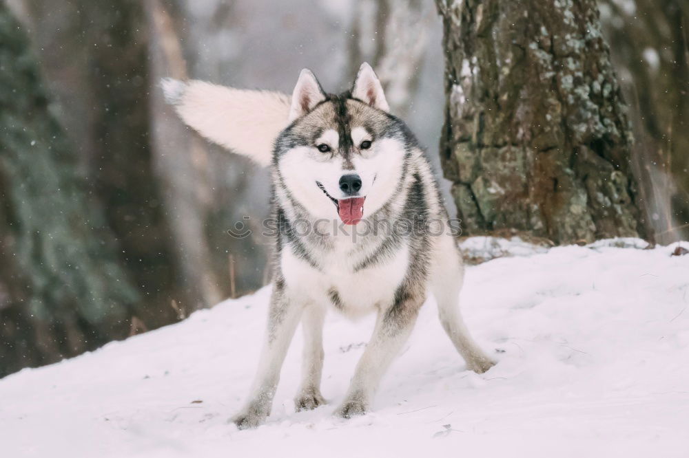 Similar – Image, Stock Photo Portrait of a Husky Winter