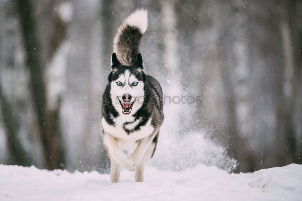 Similar – Image, Stock Photo On the dog come Pt.3