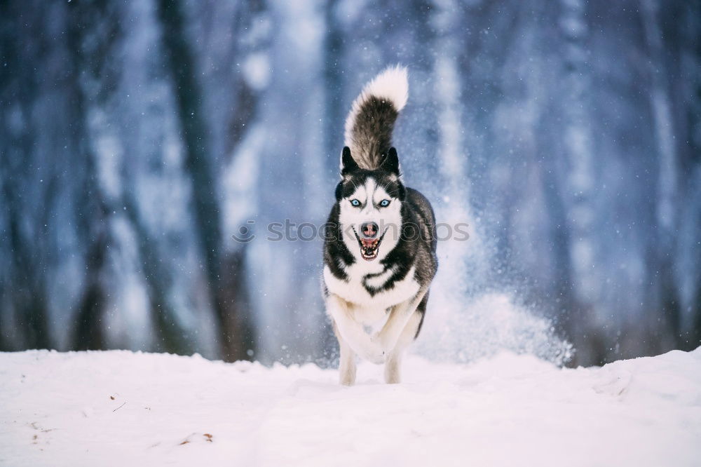 Similar – Image, Stock Photo On the dog come Pt.3