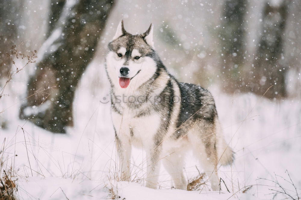 Similar – Image, Stock Photo Portrait of a Husky Winter