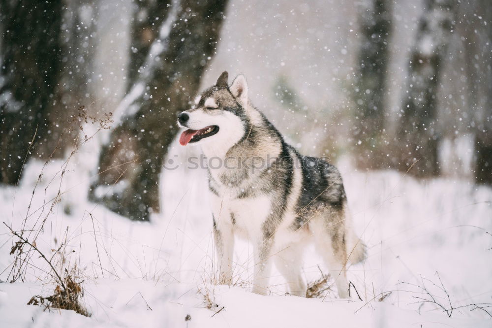 Similar – Image, Stock Photo On the dog come Pt.3