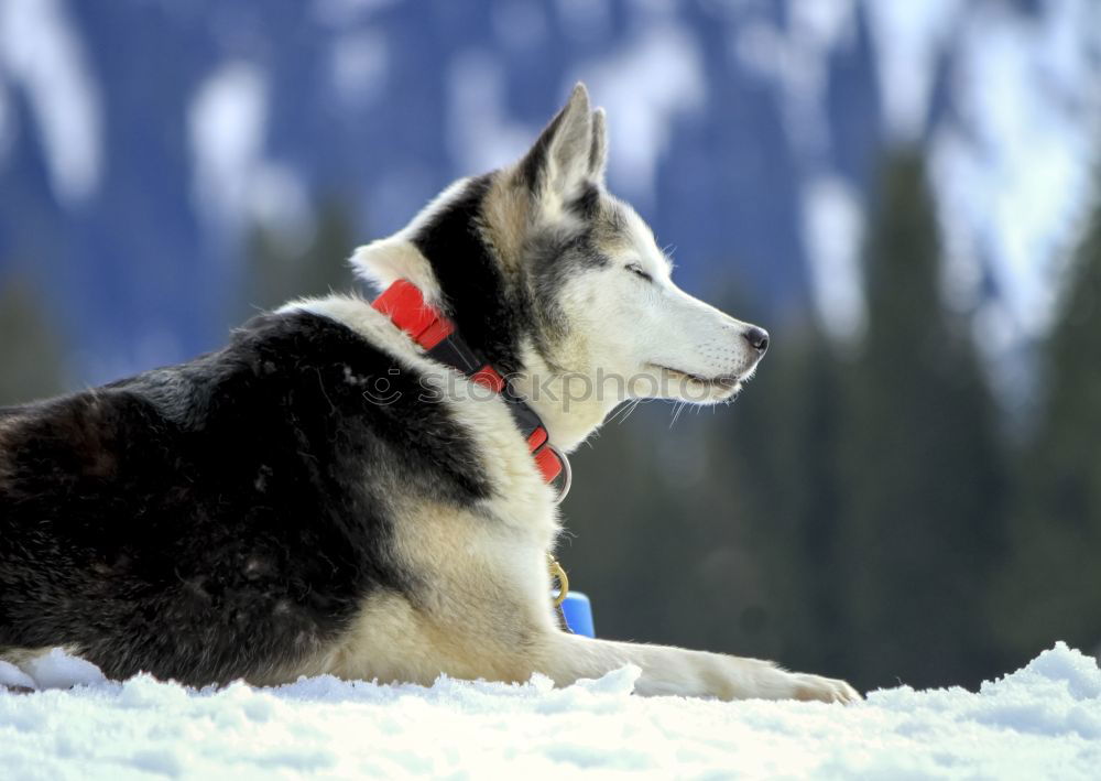 Similar – Gipfelstürmerwauwau Hund