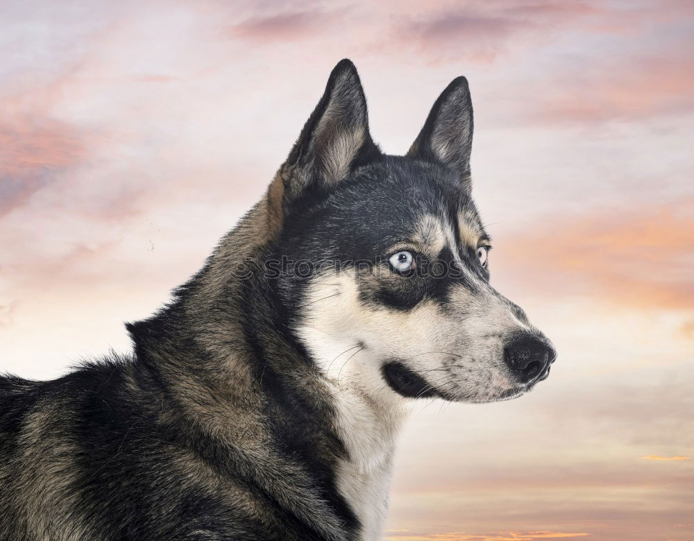 Similar – Blue eyes puppy side portrait.