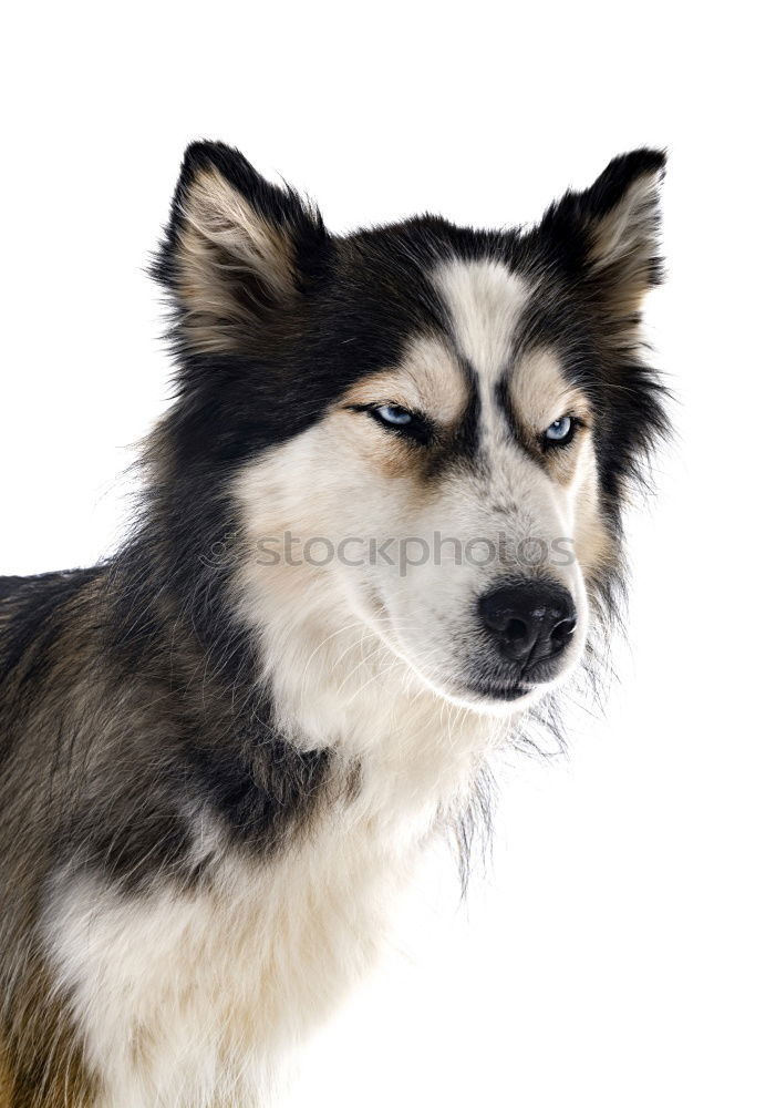 Similar – wildesHaustier Hund Husky