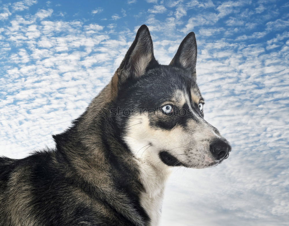 Similar – Foto Bild mit weitblick Hund