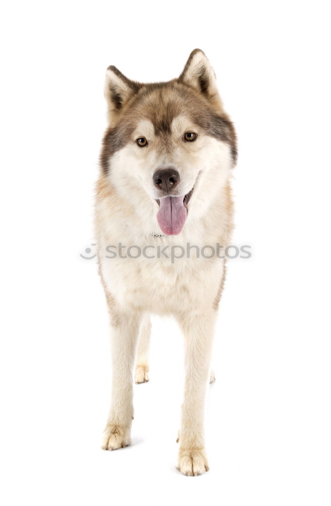 Similar – Dog face close up siberian husky