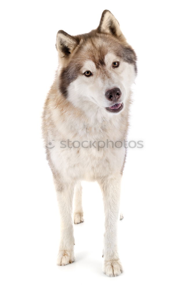 Similar – wildesHaustier Hund Husky