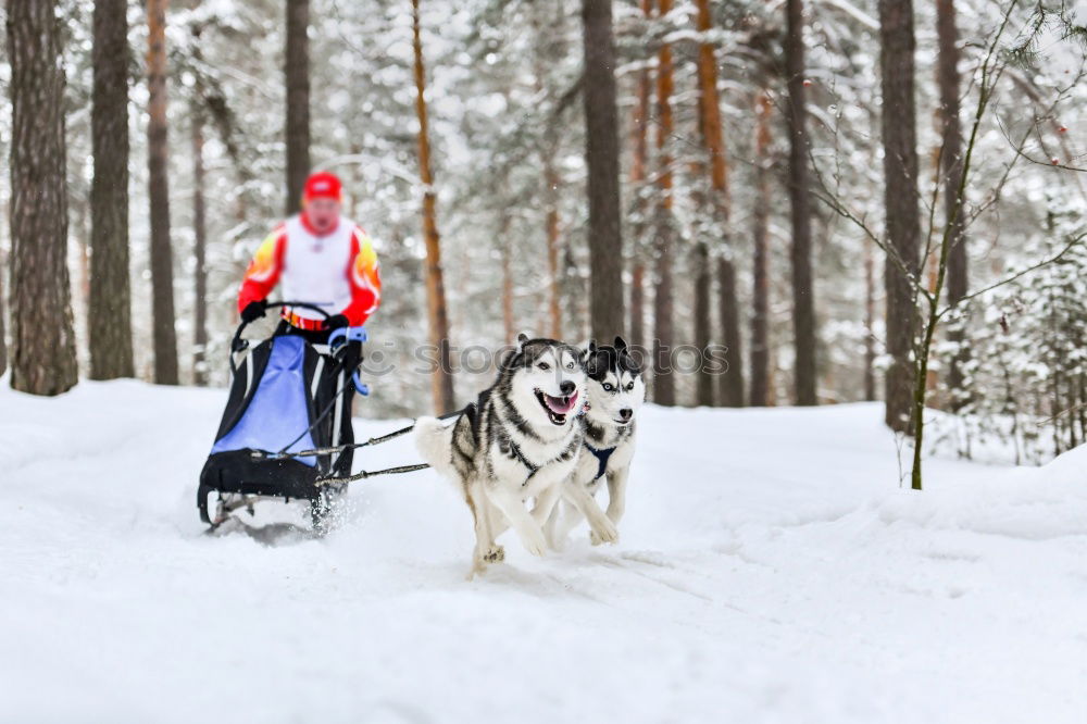 Similar – Image, Stock Photo Romping in the snow