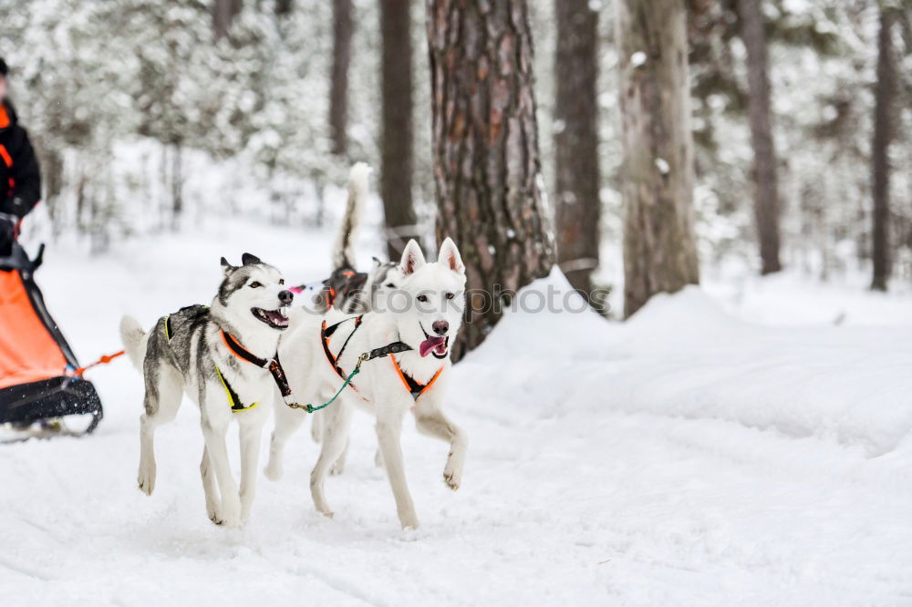 Similar – Image, Stock Photo Romping in the snow