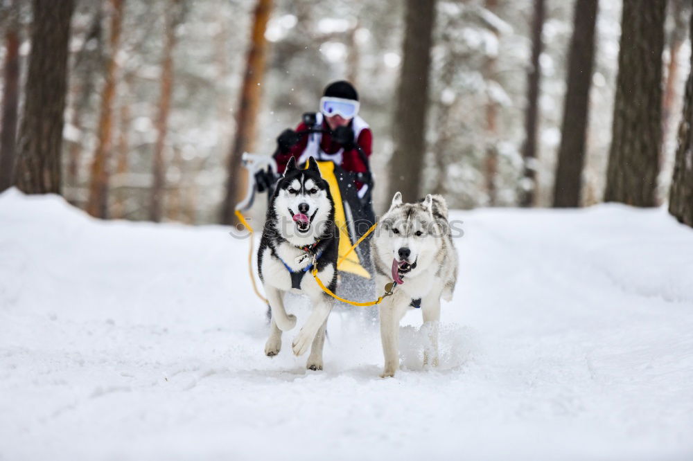 Similar – Husky team at full speed