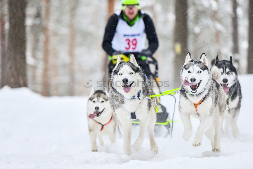 Similar – Husky team at full speed