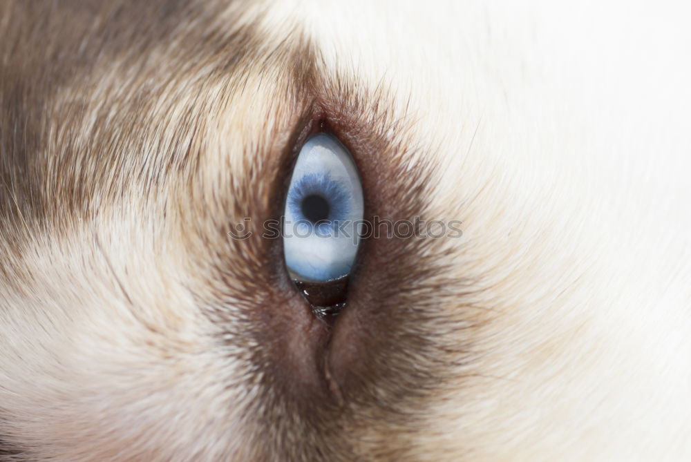 Auge Australien Hund Tier