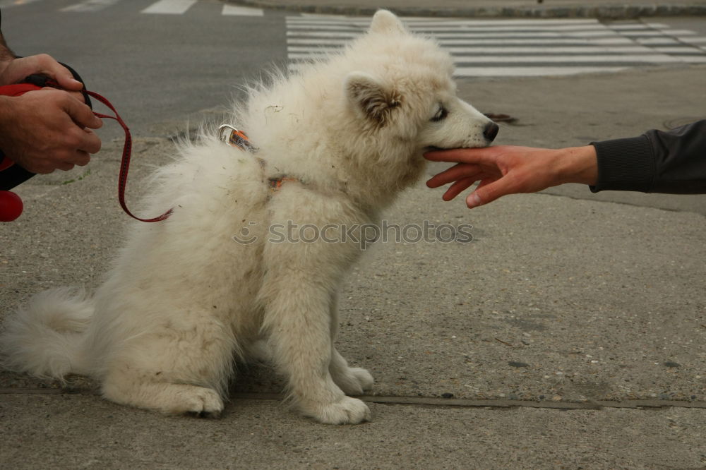 Similar – Image, Stock Photo bobtail Animal Pet Dog