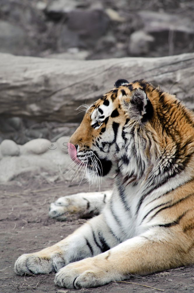 Similar – Image, Stock Photo Total Relax Animal