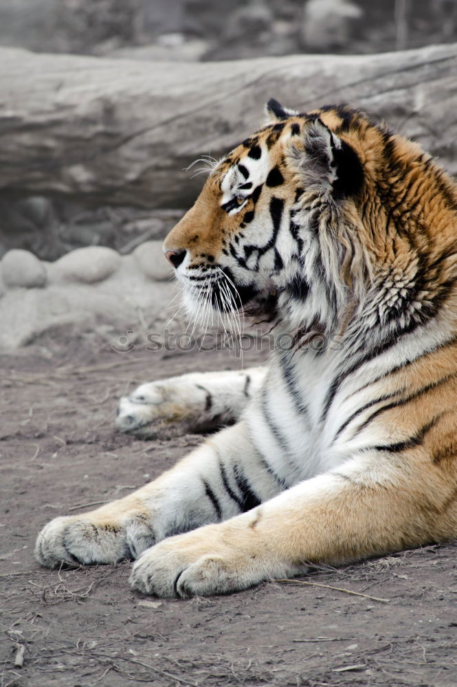 Similar – Image, Stock Photo Total Relax Animal