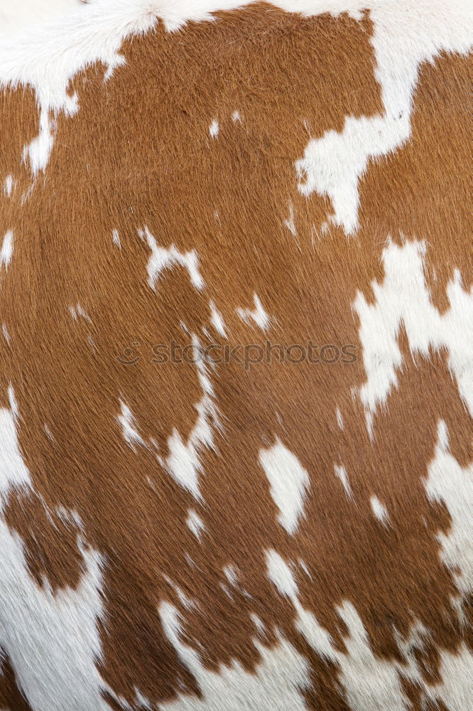 Similar – dappled Horse Pelt Dappled