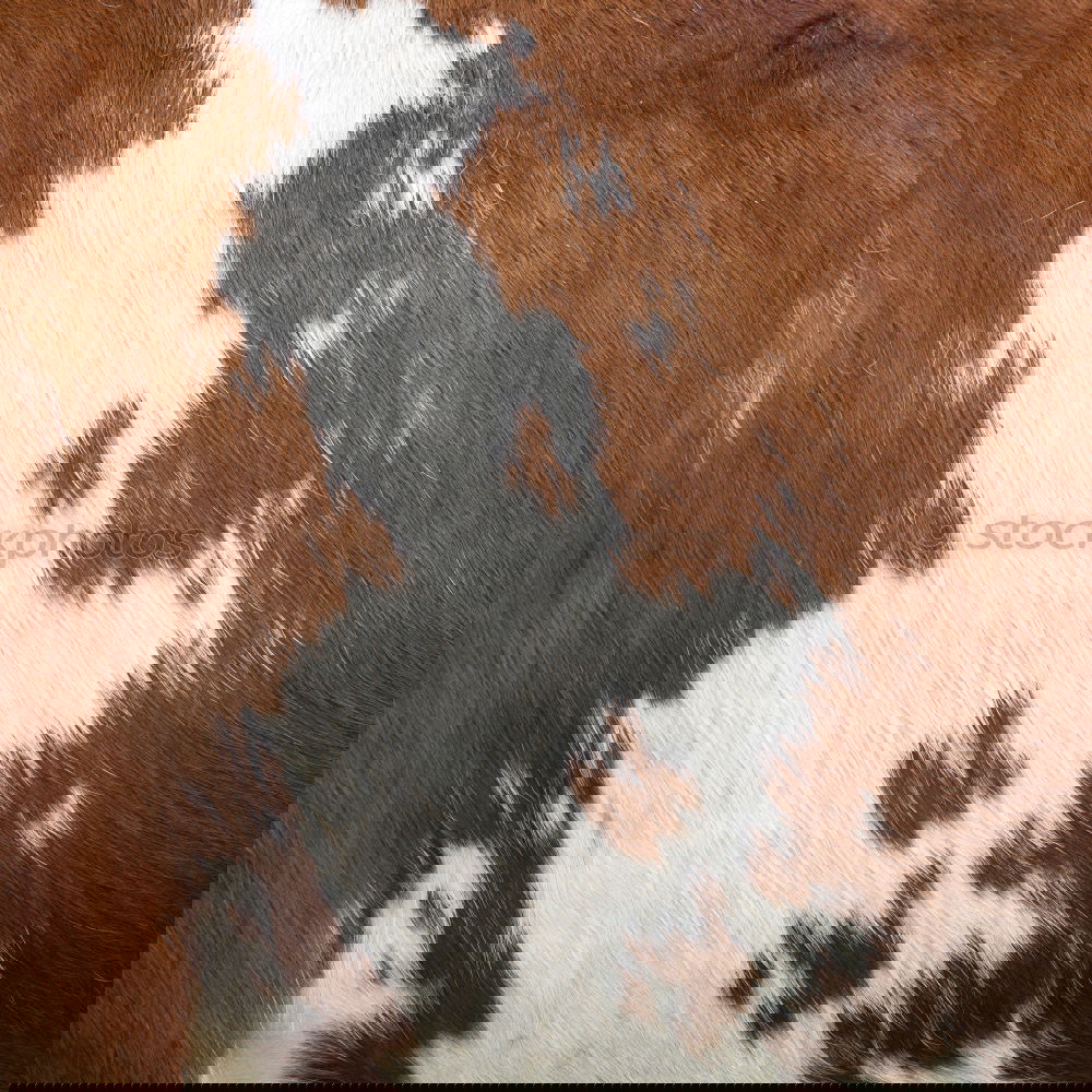 Image, Stock Photo This isn’t cowhide! Pelt