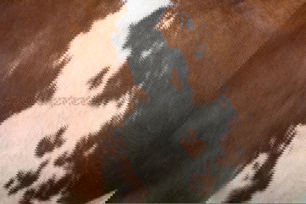 Similar – Image, Stock Photo This isn’t cowhide! Pelt