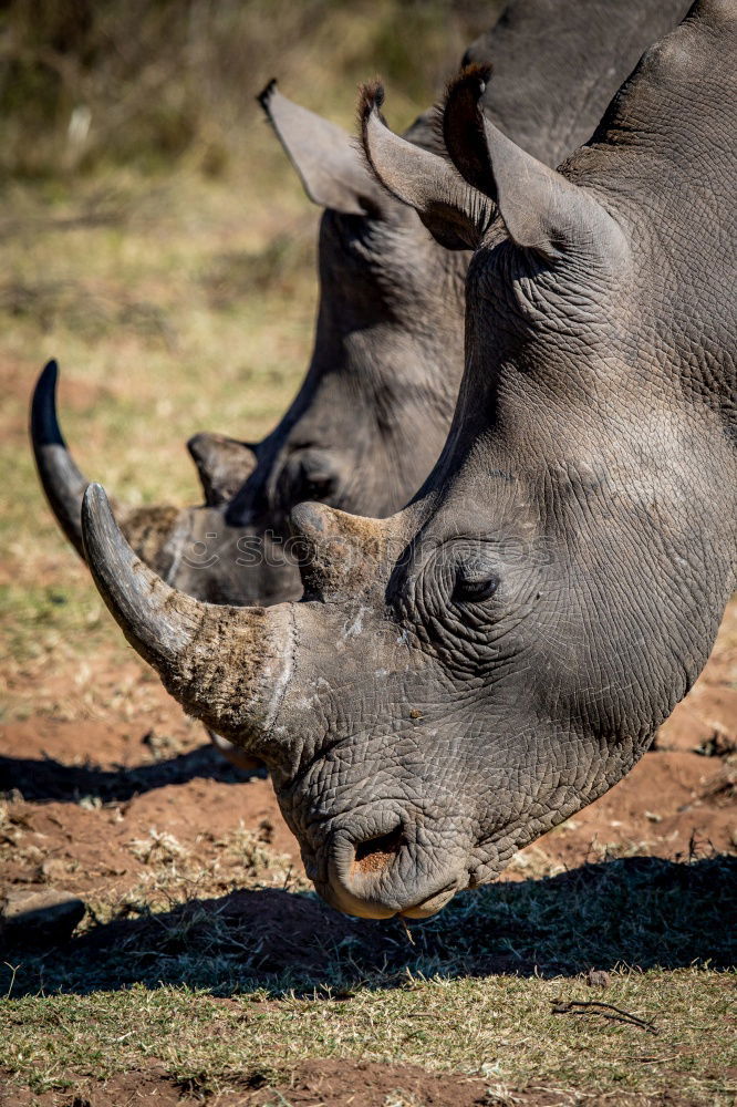 Similar – Image, Stock Photo Rhino mother with child