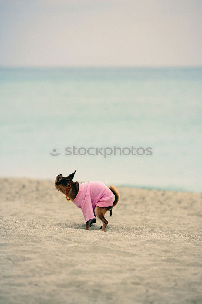 With dogs on the beach