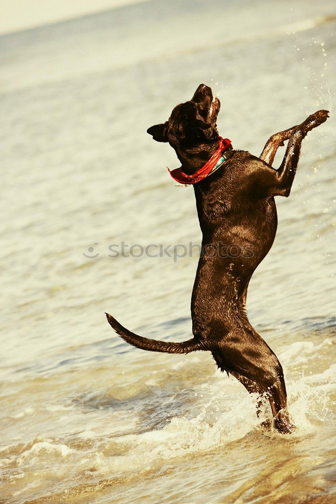 Similar – Dogs running near waving sea