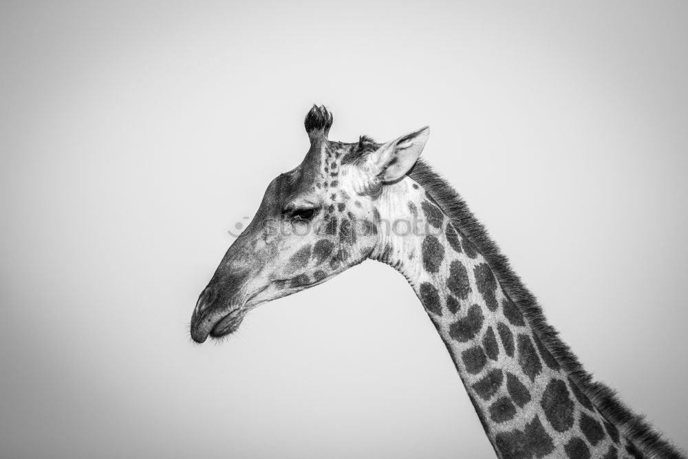 Similar – giraffe Animal Zoo Sky