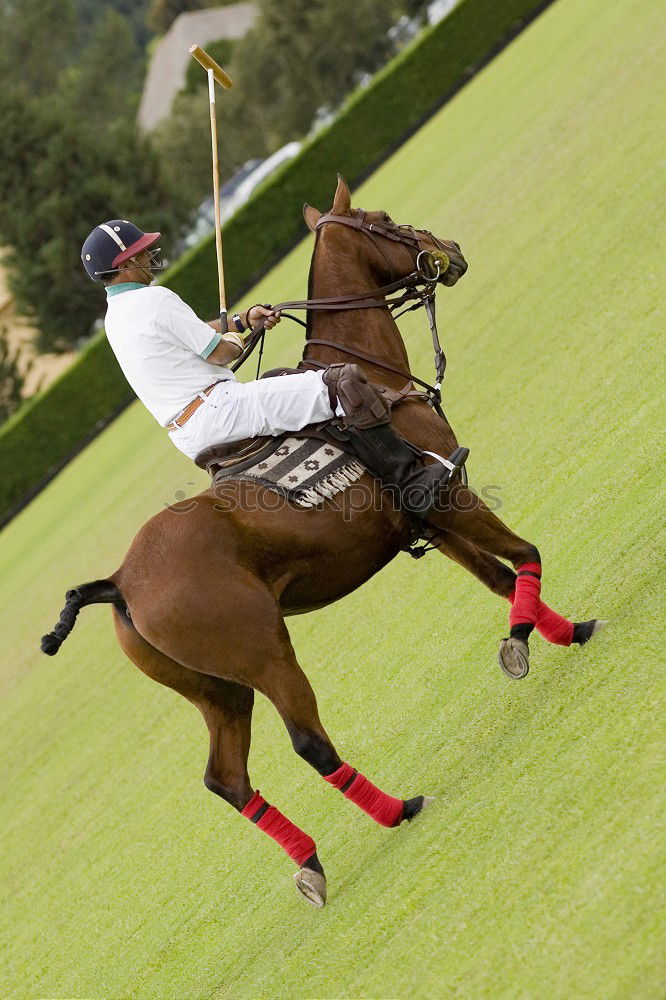 Similar – Image, Stock Photo 1 HP Horse Show jumping