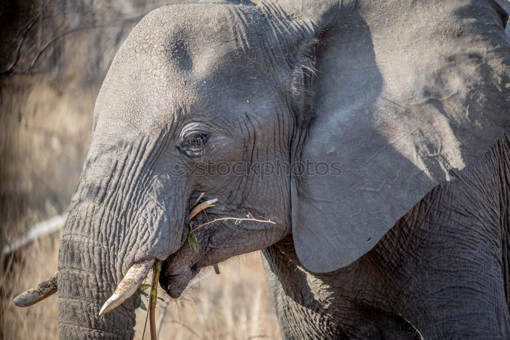 Similar – Image, Stock Photo pachyderms Elephant