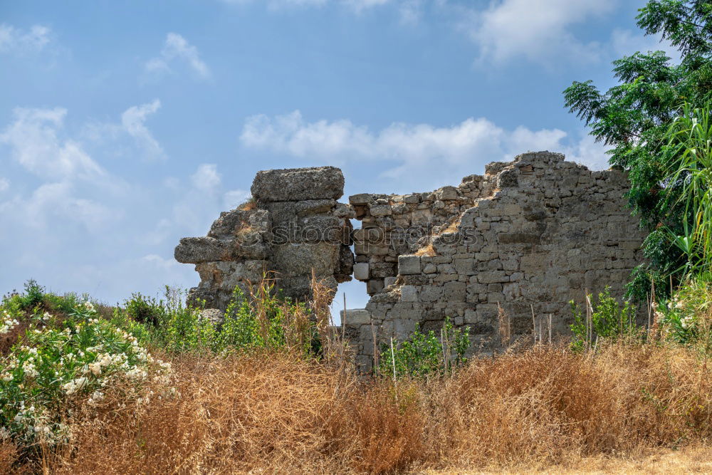 Similar – Image, Stock Photo Forum Romanum: Semper floreat!