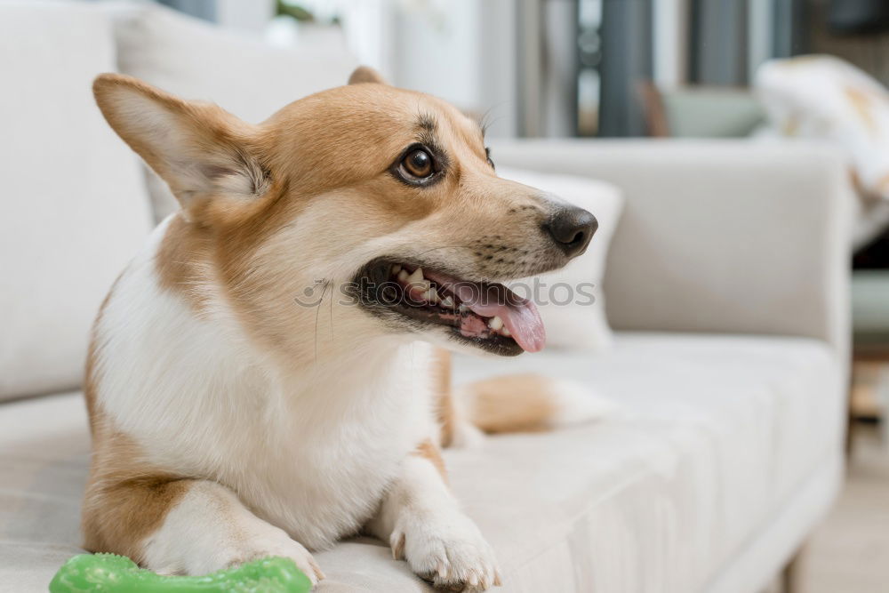 Similar – cute small jack russell dog at home waiting to eat his food in a bowl. Pets indoors