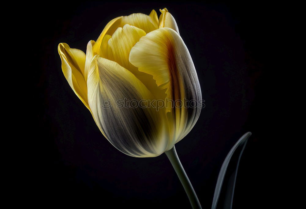 Similar – Image, Stock Photo Tulip under fire Nature