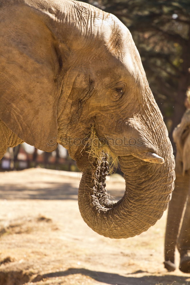 Similar – Image, Stock Photo Asian elephants Elephant