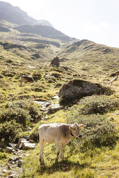 Similar – Image, Stock Photo Who Let The Dogs Out | Running Up That Hill