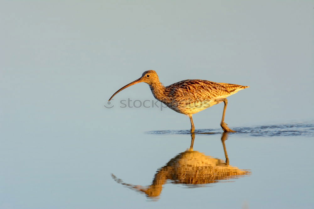 Similar – Image, Stock Photo bird Eating Ocean Nature