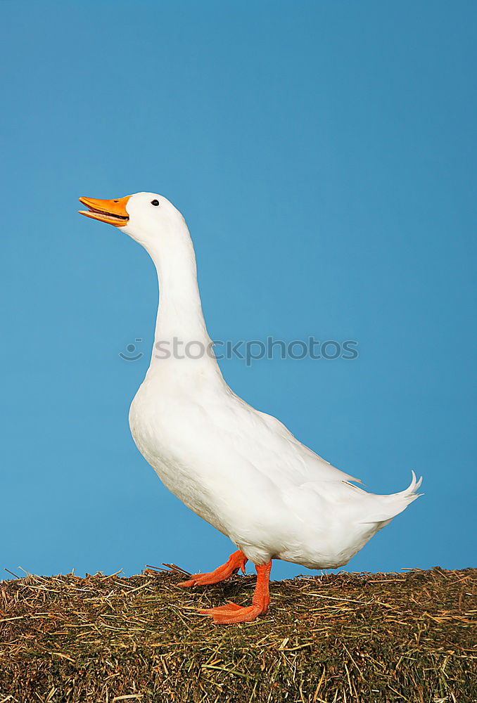 Similar – Image, Stock Photo Silver Gull in the Baltic Sea