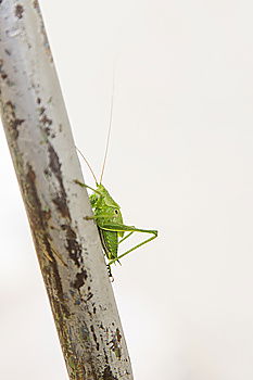 Similar – moschusbock Stuhllehne