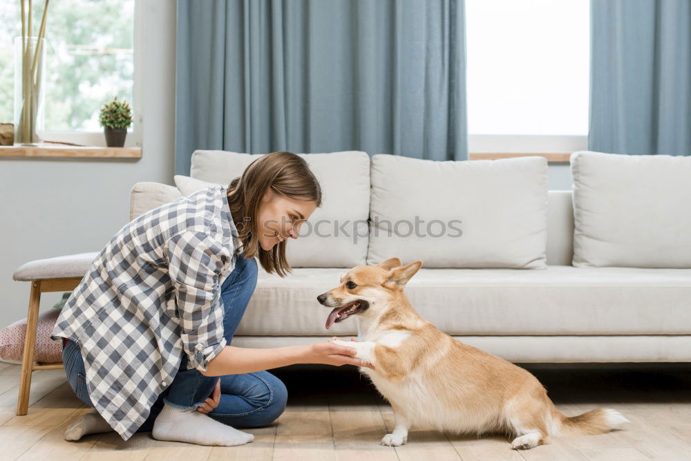 Similar – a dog and its due play on a sofa with a strong rope