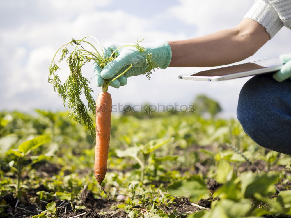 Similar – Image, Stock Photo Harvesting vegetables in agriculture with your hands on the field