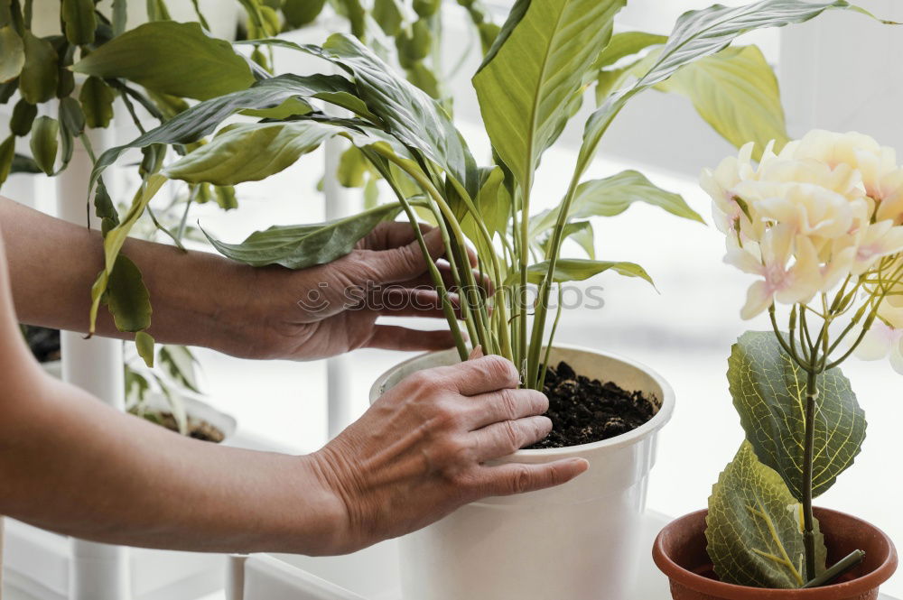 Similar – Image, Stock Photo Woman’s hands transplanting plant.