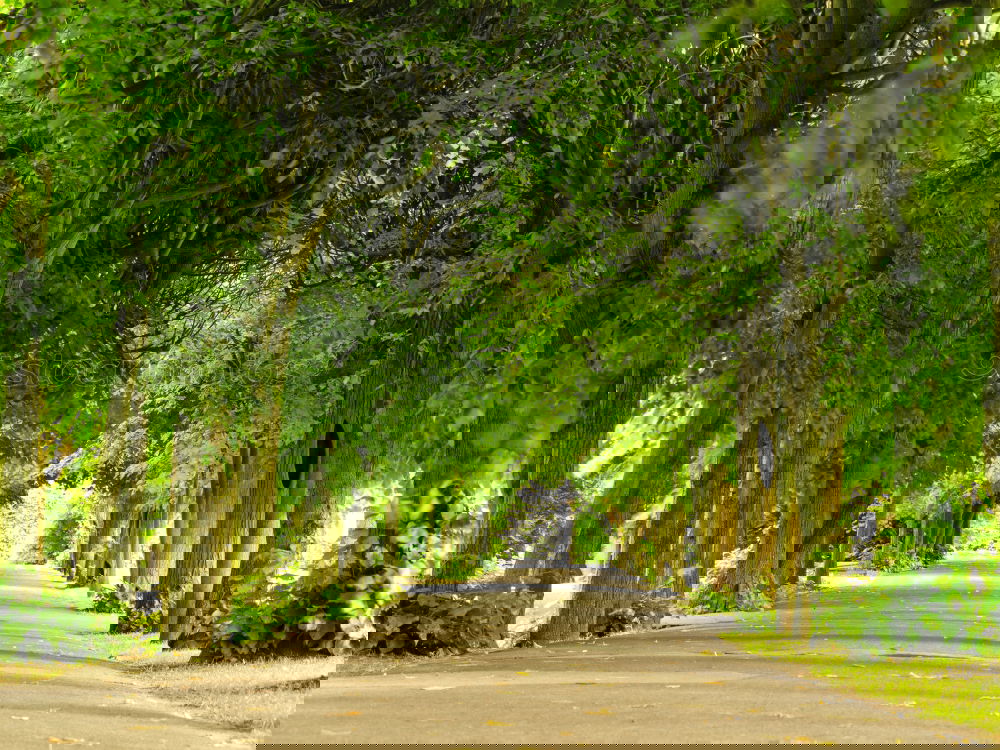 Similar – Foto Bild Allee in Meudon bei Paris