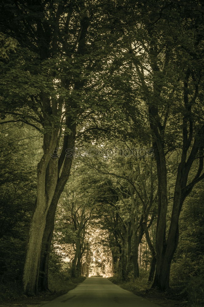 Similar – Image, Stock Photo Bleak forest Senses Hiking