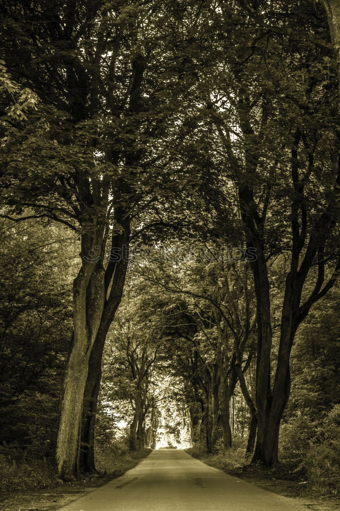 Similar – Image, Stock Photo At the Russian Cemetery