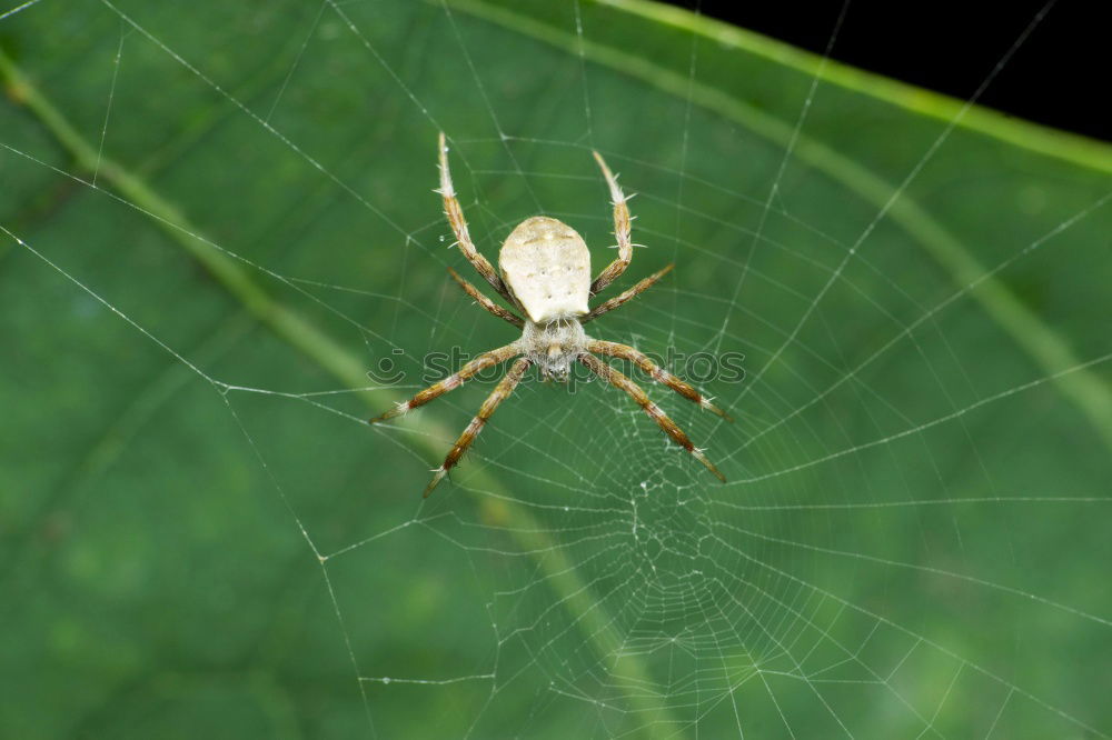 Similar – Image, Stock Photo Nursery Web Spider Sitting On Green Leaf In Garden