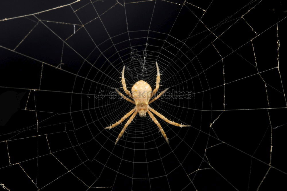 Similar – Pretty cross spider sits in her web waiting for prey