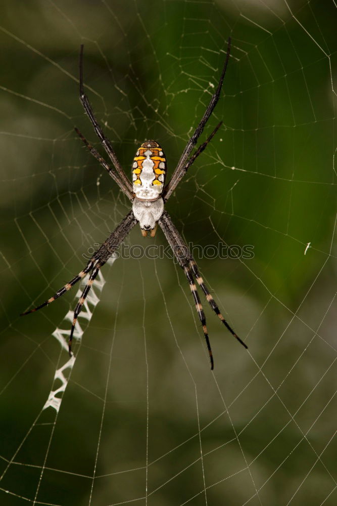 Similar – Image, Stock Photo Spider with prey Leaf