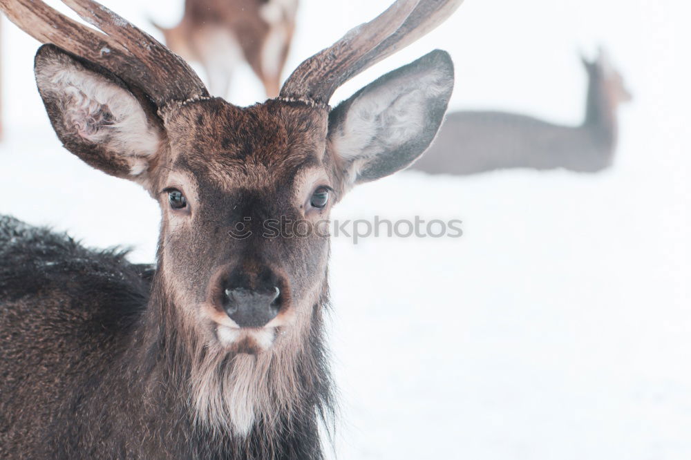 Similar – portrait of a fallow deer stag